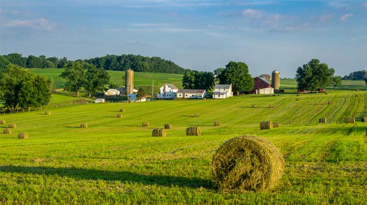 Hay bale in field